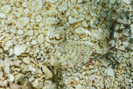 Peacock Flounder, Roatan<br>September 29, 2017
