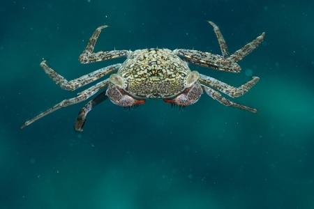 Free Swimming Crab, Roatan<br>September 29, 2017