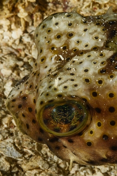 Balloonfish, Roatan<br>September 29, 2017