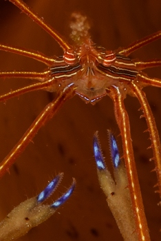 Arrow Crab, Roatan<br>September 29, 2017