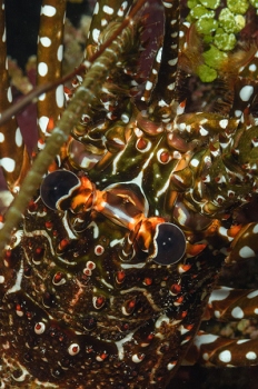 Spotted Lobster, Roatan<br>September 29, 2017