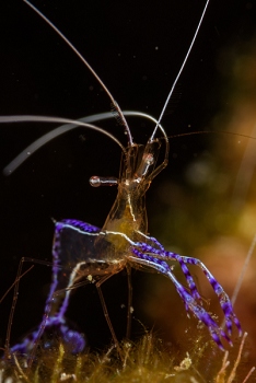 Pederson Cleaning Shrimp, Roatan<br>September 29, 2017