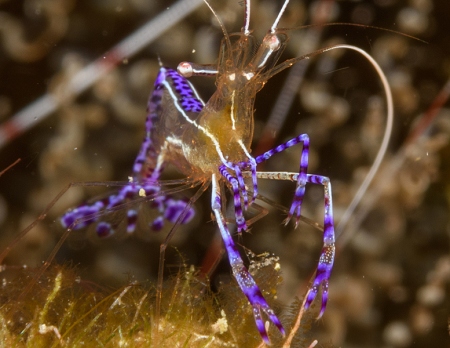 Pederson Cleaning Shrimp, Roatan<br>September 29, 2017