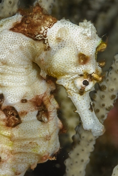 Longsnout Seahorse, Roatan<br>October 1, 2017