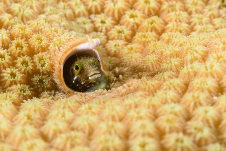 Roughhead Blenny, Roatan<br>October 2, 2017