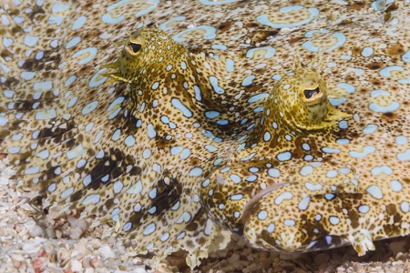 Peacock Flounder eyes and mouth, Roatan<br>October 2, 2017