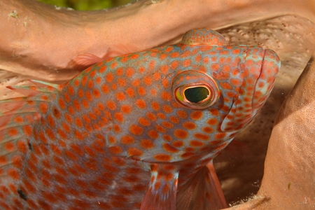 Graysby Grouper inside a Netted Barrel Sponge, Roatan<br>October 4, 2017