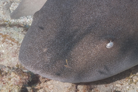 Nurse Shark, Roatan<br>October 6, 2017