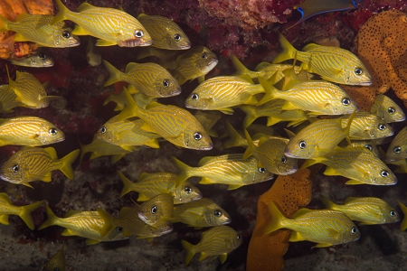 Yellow Jacks, Jamaica<br>June 20, 2018