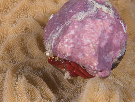 Small Hermit Crab, Jamaica<br>June 22, 2018
