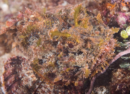 Scorpionfish, Jamaica<br>June 22, 2018<br>