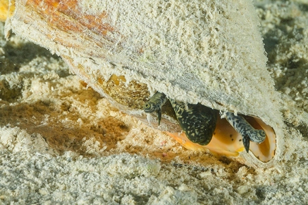 Live Conch, Roatan<br>September 22, 2018<br>