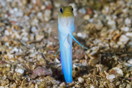Yellowheaded Jawfish, Roatan<br>September 26, 2018