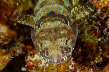 Sand Diver, Roatan<br>September 27, 2018