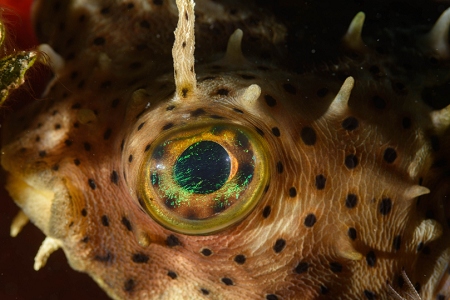 Balloonfish, Roatan<br>September 27, 2018