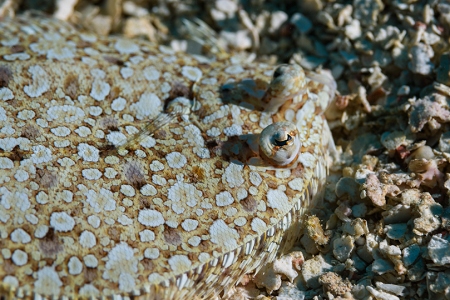Peacock Flounder, Roatan<br>September 28, 2018