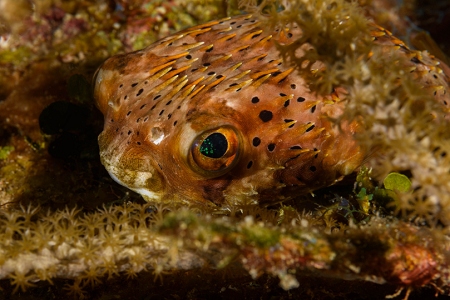 Balloonfish, Roatan<br>September 29, 2018