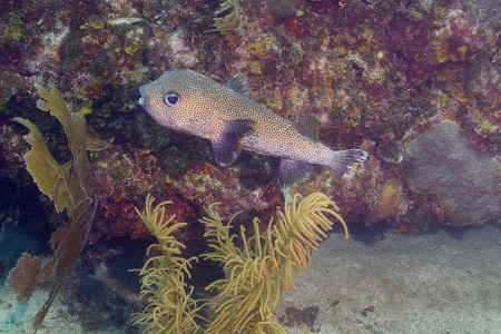 Pufferfish, Roatan<br>October 4, 2018