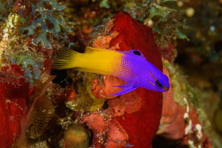 Fairy Basslet, Roatan<br>October 5, 2018
