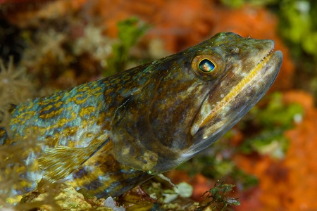 Sand Diver, Roatan<br>October 5, 2018