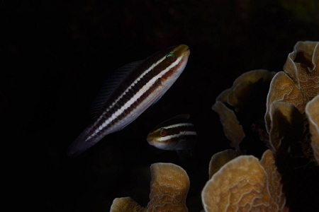 Striped Parrotfish (juvenile phase), Roatan<br>October 5, 2018