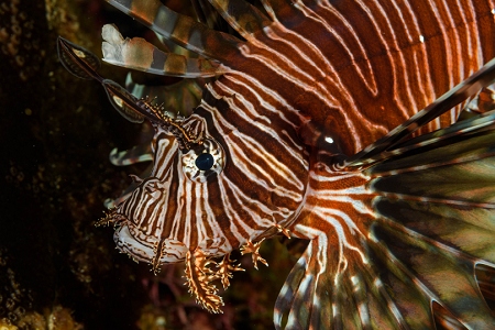 Lionfish, Roatan<br>October 5, 2018