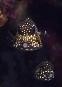 Spotted Trunkfish, Roatan<br>October 5, 2018
