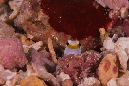 Jawfish peeking out. Roatan<br>March 18, 2019