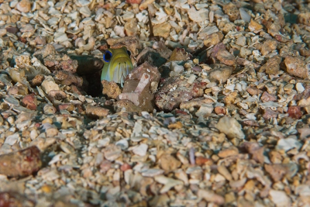 Yellowheaded Jawfish, Roatan<br>March 18, 2019