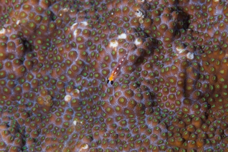 Glass/Masked Goby on coral, Roatan<br>March 18, 2019