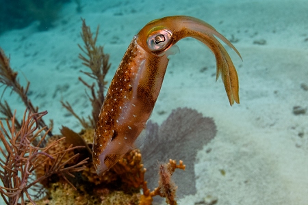 Cuttlefish, Roatan<br>March 19, 2019