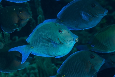 Blue Tangs, Roatan<br>March 21, 2019<br>